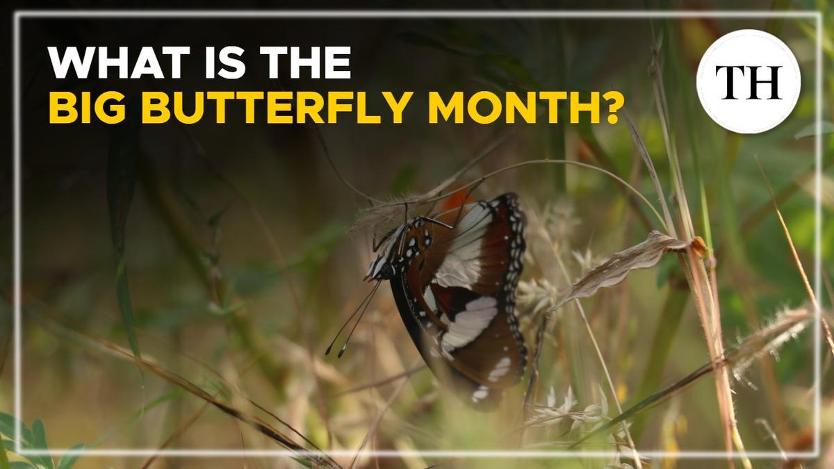 Watch: What is the Big Butterfly Month?