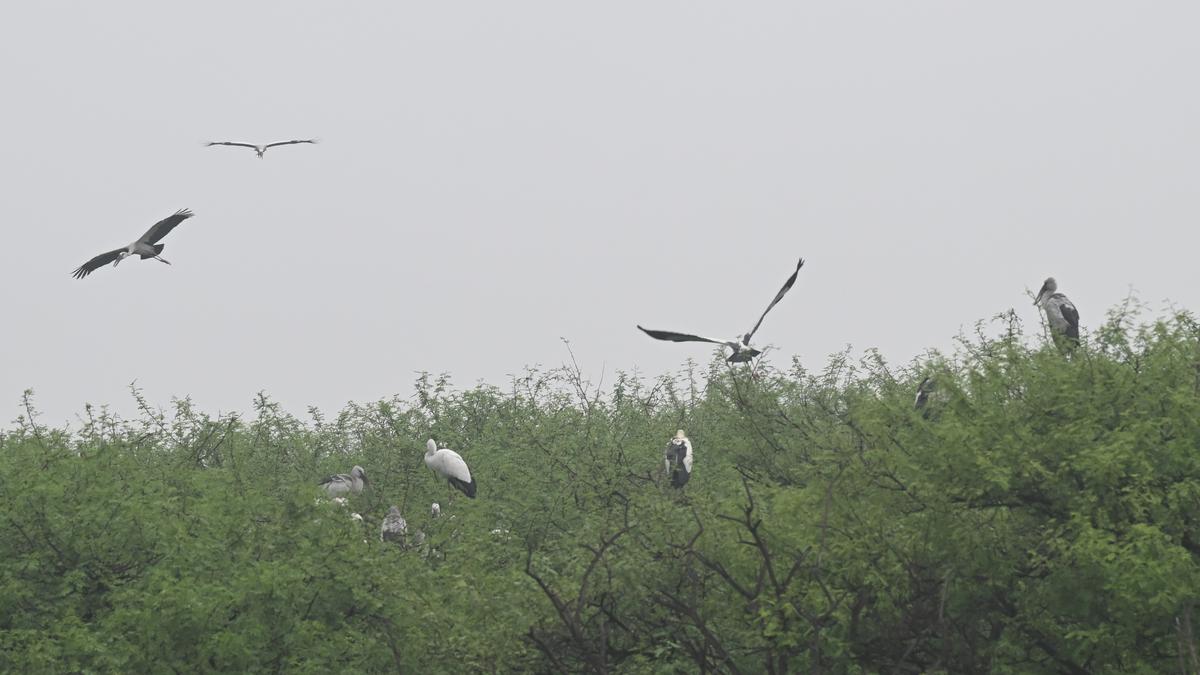 Ramsar tag for two more wetlands in Tamil Nadu, total now 20