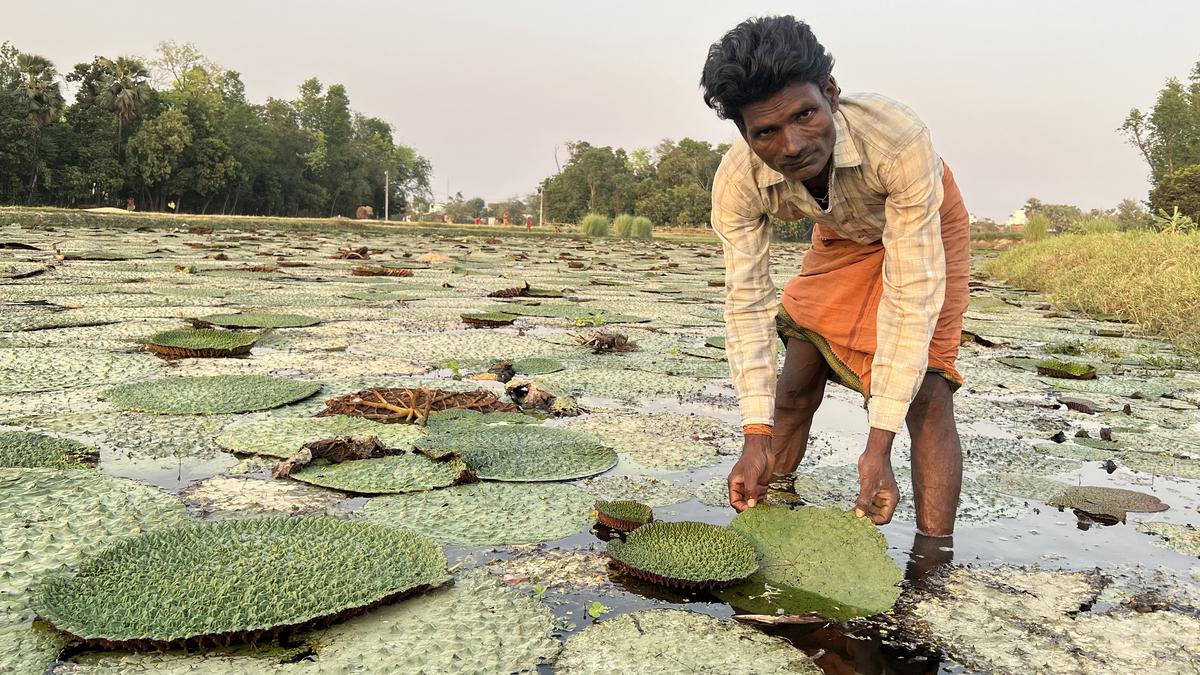 Budget 2025: New Makhana Board and Food Institute to be opened in Bihar, says FM Nirmala Sitharaman