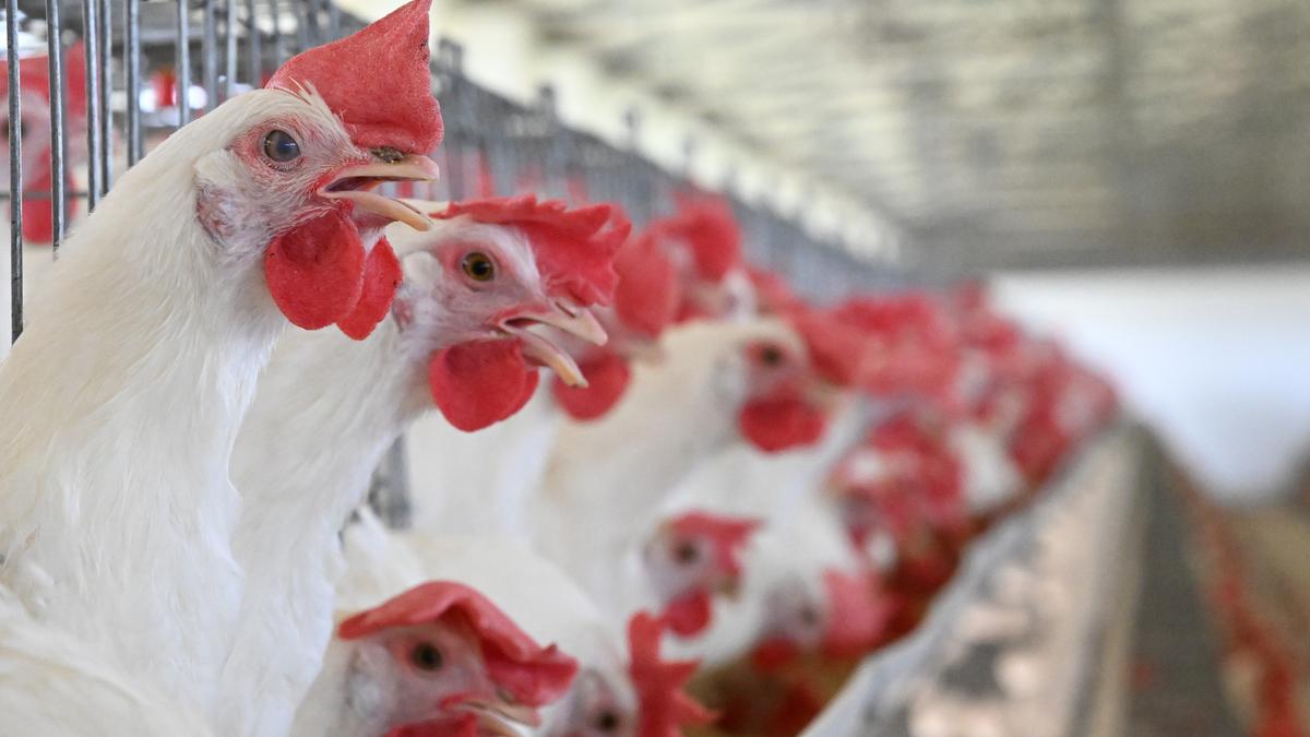 Lab reports confirm bird flu at Deeplanagar in Andhra Pradesh’s NTR district